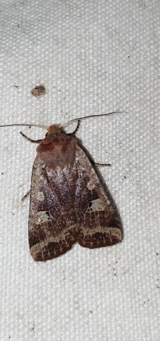 Conistra erythrocephala  - Melchior Viallet