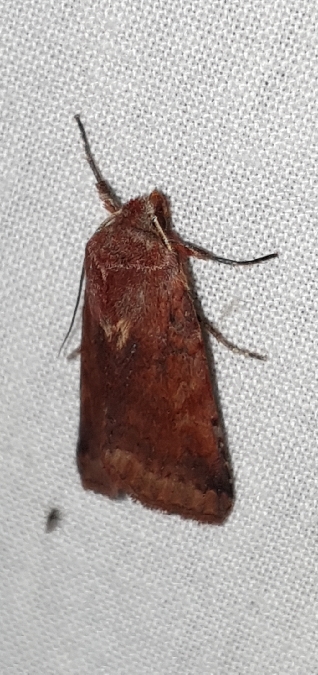 Agrochola haematidea  - Melchior Viallet