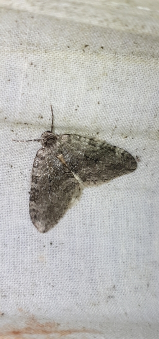 Epirrita christyi  - Melchior Viallet