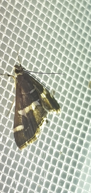 Spoladea recurvalis  - Melchior Viallet