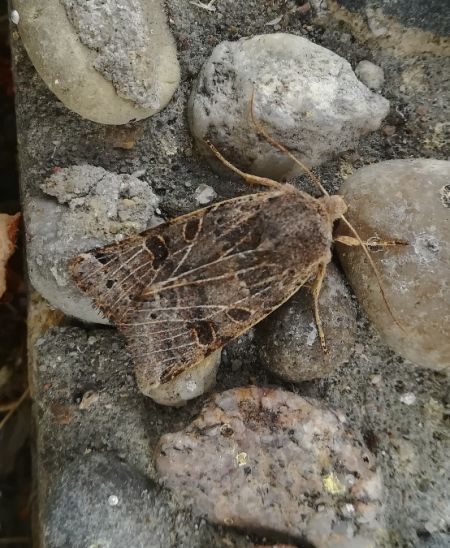 Agrochola lunosa  - Thomas Lux