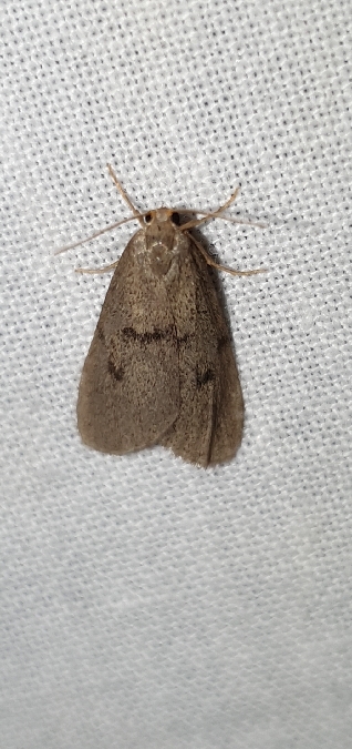 Apaidia mesogona  - Melchior Viallet