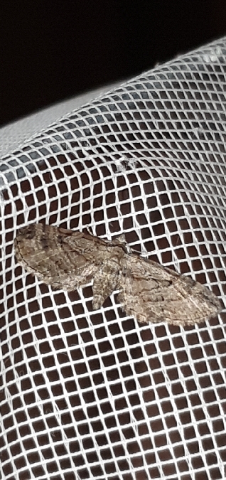 Eupithecia ericeata  - Melchior Viallet