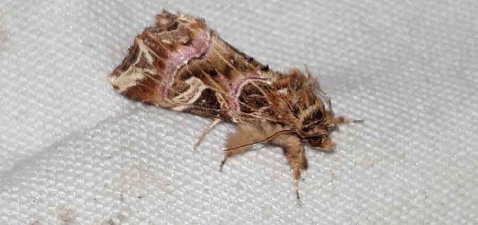 Callopistria juventina  - Melchior Viallet