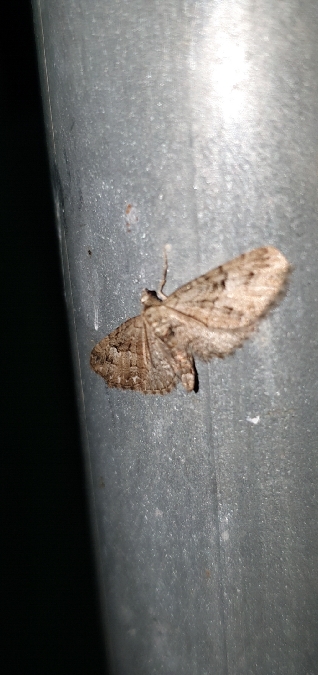 Eupithecia pusillata  - Melchior Viallet