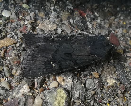 Noctuelle anthracite  - Thomas Lux