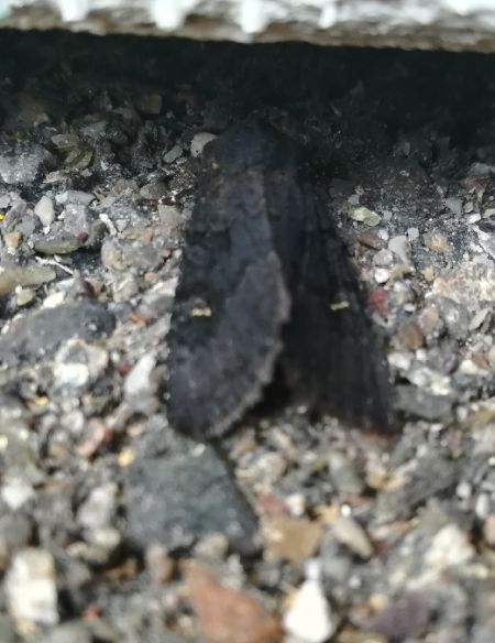 Noctuelle anthracite  - Thomas Lux