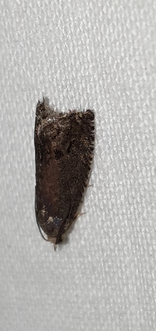 Cydia splendana  - Melchior Viallet