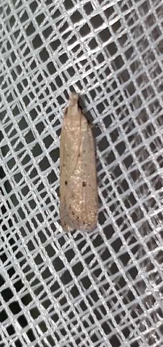 Nothris verbascella  - Melchior Viallet