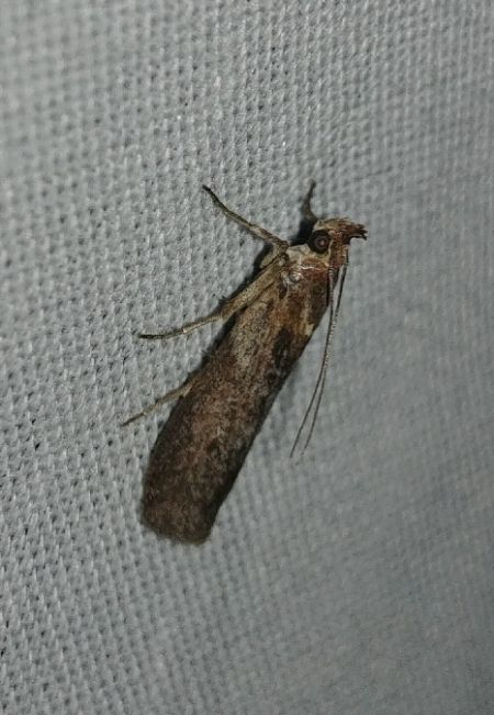 Selagia spadicella 
