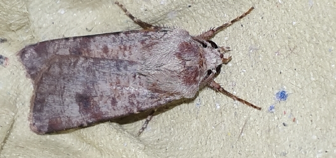 Agrotis trux  - Melchior Viallet