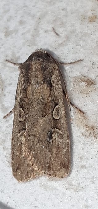 Euxoa obelisca  - Melchior Viallet