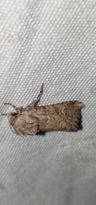 Luperina nickerlii  - Melchior Viallet