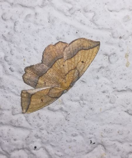 Epione repandaria  - Thomas Lux