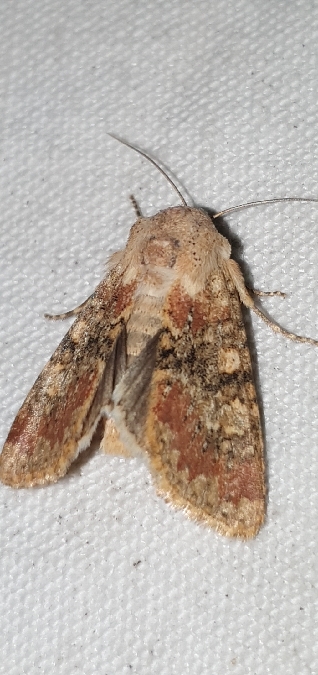 Polymixis argillaceago  - Melchior Viallet