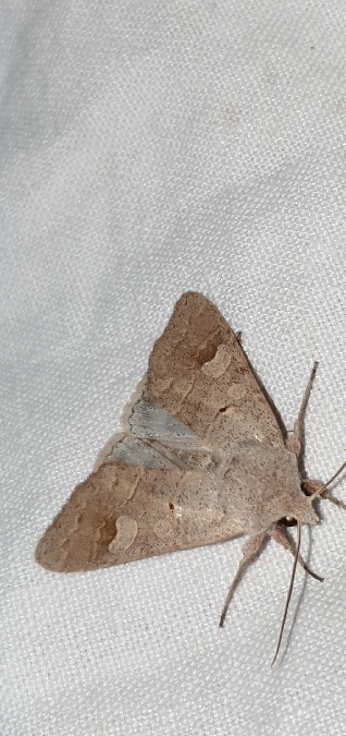 Ammoconia caecimacula  - Melchior Viallet