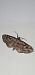 Eupithecia ericeata  - Melchior Viallet