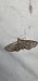 Eupithecia ericeata  - Melchior Viallet