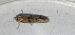 Cochylimorpha straminea  - Melchior Viallet