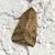Helicoverpa armigera  - Thomas Lux