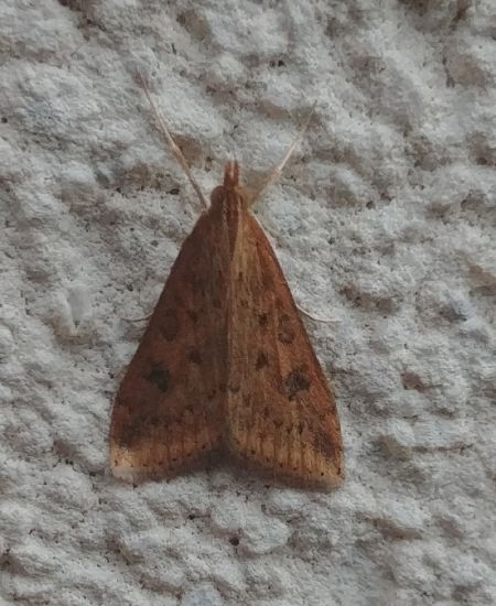 Udea ferrugalis 