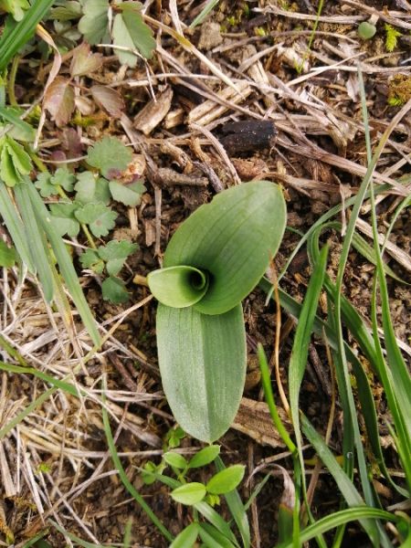 Ophrys sp.  - Alain Falvard