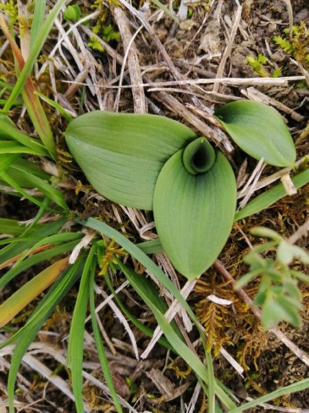 Ophrys sp.  - Alain Falvard