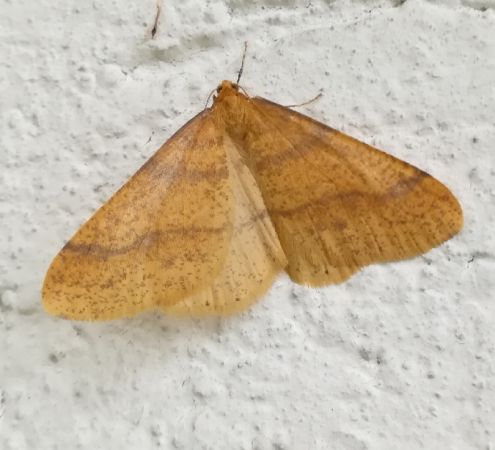 Agriopis aurantiaria  - Thomas Lux