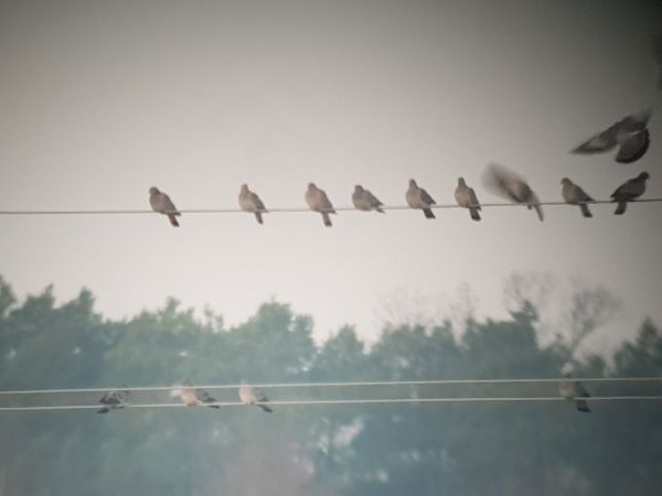 siniak  - Marcin Charymski