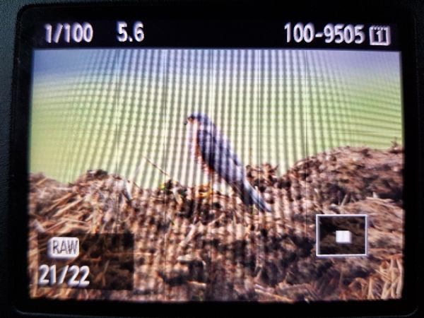 krogulec  - Marcin Charymski