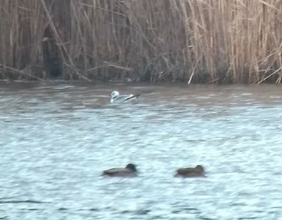 Black-legged Kittiwake  - Barbara Polanin