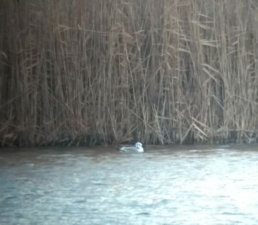 Mouette tridactyle  - Barbara Polanin