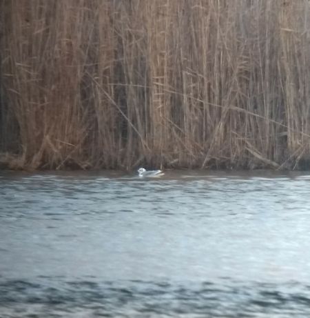 Mouette tridactyle  - Barbara Polanin