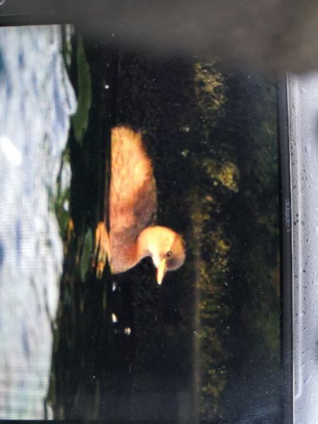 Zwergtaucher  - Michał Pietrewicz