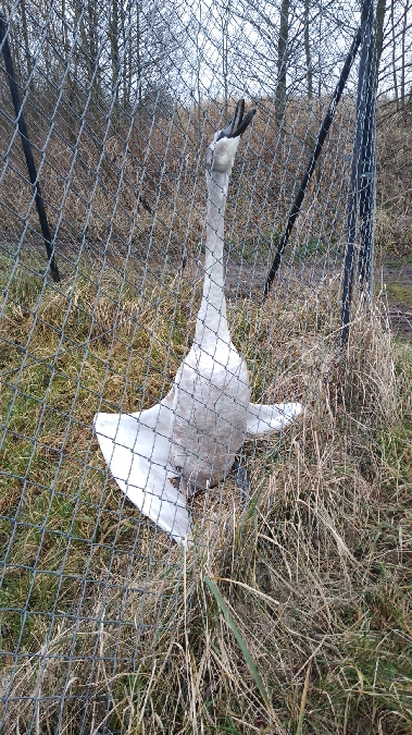 łabędź niemy  - Marek Bebłot