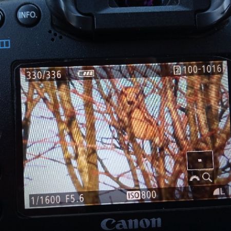 Hawfinch  - Michał Polakowski