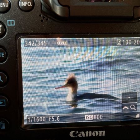 Mittelsäger  - Michał Polakowski