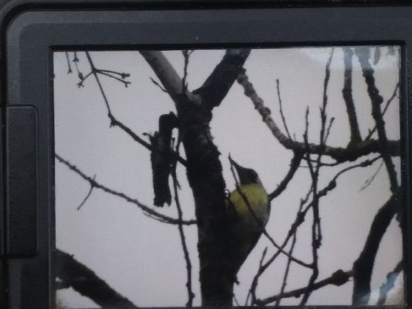 Grünspecht  - Robert Wakulski