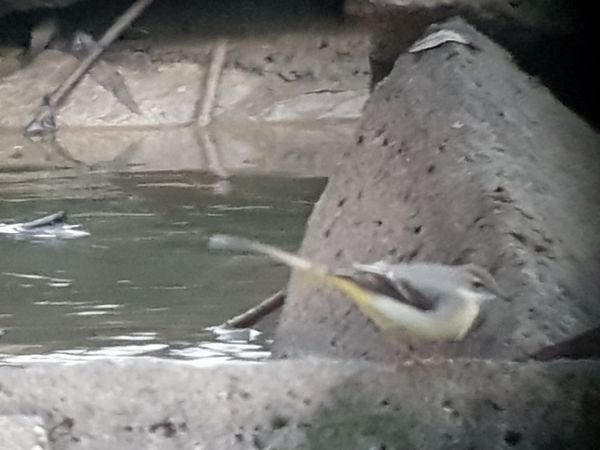 Gebirgsstelze  - Marcin Charymski