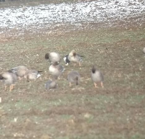 Bernache nonnette  - Barbara Polanin