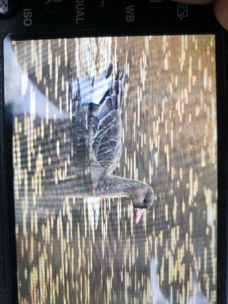 Blässgans  - Michał Pietrewicz