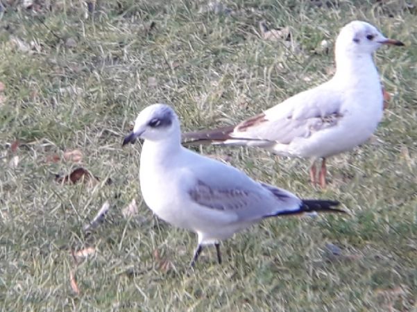 Schwarzkopfmöwe  - Karol Karczewski