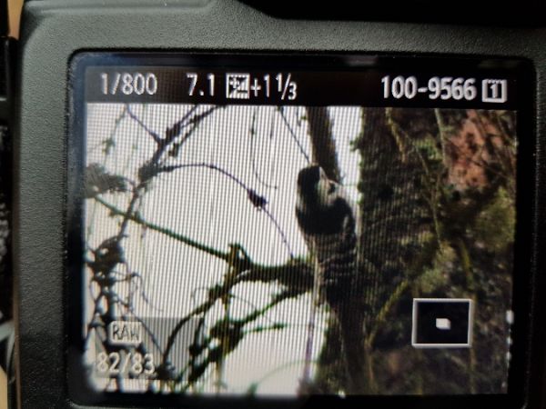 Kleinspecht  - Marcin Charymski