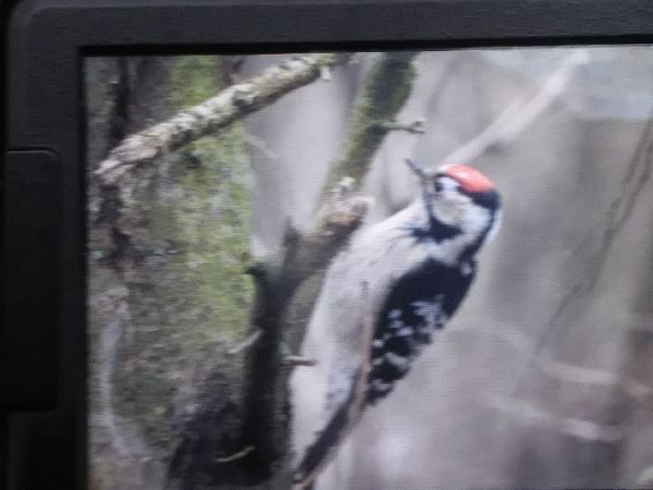 Kleinspecht  - Robert Wakulski