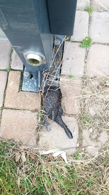 kos  - Maria Chmielarz-Podejko