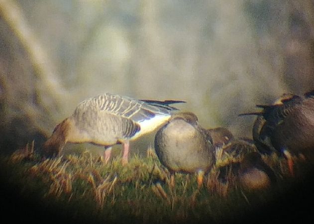 Oie à bec court  - Łukasz Wawrzyniak