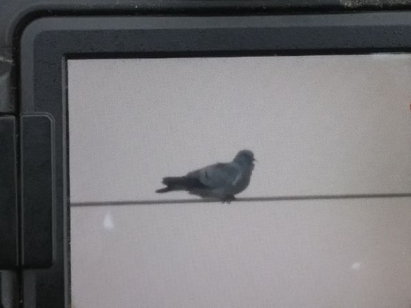 Hohltaube  - Robert Wakulski