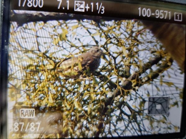 paszkot  - Marcin Charymski