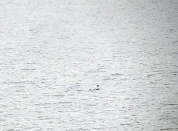 Prachttaucher  - Tomasz Zarzycki