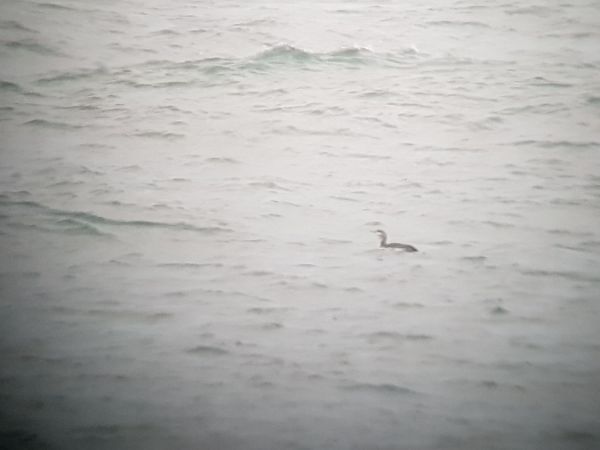 nur rdzawoszyi  - Marcin Charymski